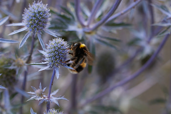Bees on Echinops 2024 3 The image depicts a macro photograph taken in the late afternoon during the summer season, focusing on bees as the main subject while they gather nectar from Echinops plants. The bees are positioned on the spherical flower heads of the Echinops, which display spiky, bluish petals typical of this plant species. Various insects are visible in detail, highlighted by the close-up macro perspective that emphasizes their interaction with the plants. The composition captures the ecological relationship between insects and flowering plants within a natural setting.